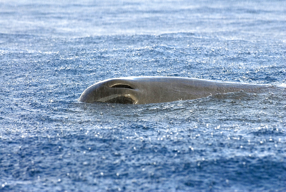 Sperm whale (physeter macrocephalus)  . Rain splashes down on a resting sperm whale. Eastern Caribbean