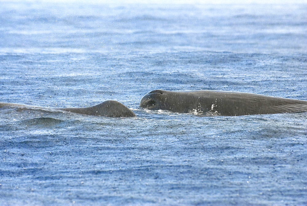 Sperm whale (physeter macrocephalus)  . Two sperm whales in a tropical downpour. Eastern Caribbean