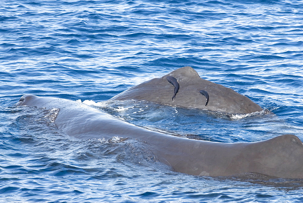 Sperm whale (physeter macrocephalus)  . Two remora on a sperm whale. Eastern Caribbean