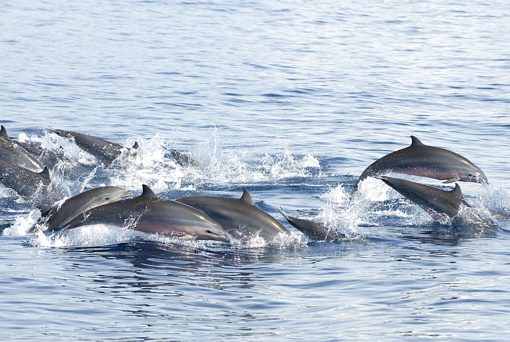 Fraser's dolphin (Lagenodelphis hosei)   Tightly bunched Fraser's dolphins traveling at speed. Eastern Caribbean