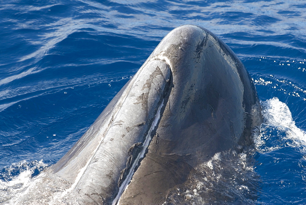 Sperm whale (physeter macrocephalus)  . A sperm whale lying on its back shows the sloughing skin and white colouration around the mouth. Eastern Caribbean