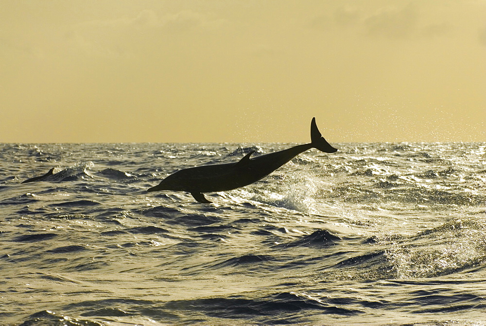 Atlantic spotted dolphin (stenella frontalis)  . A spotted dolphin breaching in the late afternoon light in a silvery sea. Eastern Caribbean