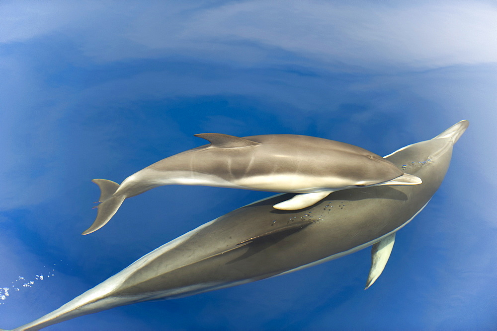 Common dolphin (Delphinus delphis) baby showing foetal folds, alongside adult, Azores, Portugal, Atlantic, Europe