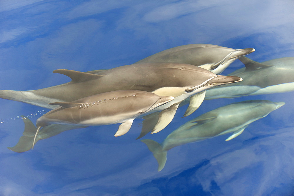 Common dolphin (Delphinus delphis) baby surfaces alongside two adults, Azores, Portugal, Atlantic, Europe