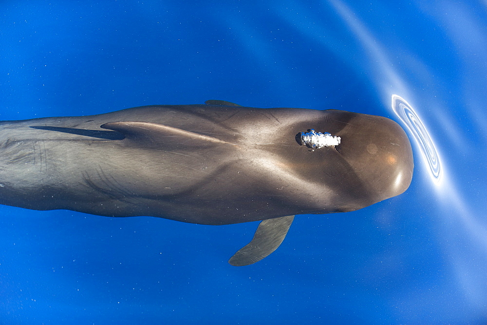 High angle view of a short finned pilot whale (Globicephala macrorynchus), Canary Islands, Spain, Atlantic, Europe