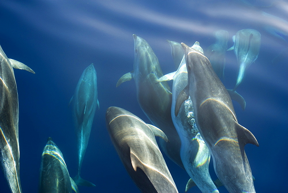 Bottlenose dolphin (Tursiops truncatus) bowriding dolphins illuminated by the sun, Azores, Portugal, Atlantic, Europe