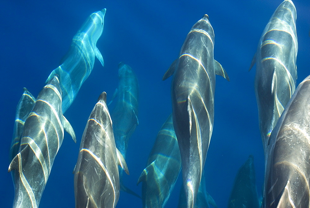 Bottlenose dolphin (Tursiops truncatus) bowriding dolphins illuminated by the sun, Azores, Portugal, Atlantic, Europe