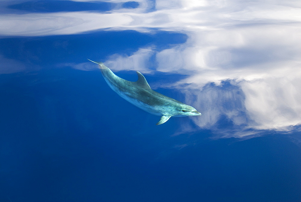 Bottlenose dolphin (Tursiops truncatus) appears to fly though the sky in reflected clouds, Azores, Portugal, Atlantic, Europe