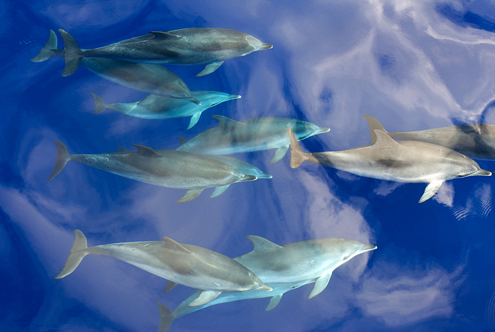 Spotted dolphin (Stenella frontalis) bowriding with cloud reflections, Azores, Portugal, Atlantic, Europe