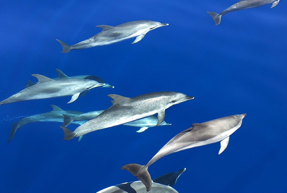 Spotted dolphin (Stenella frontalis) bowriding, Azores, Portugal, Atlantic, Europe