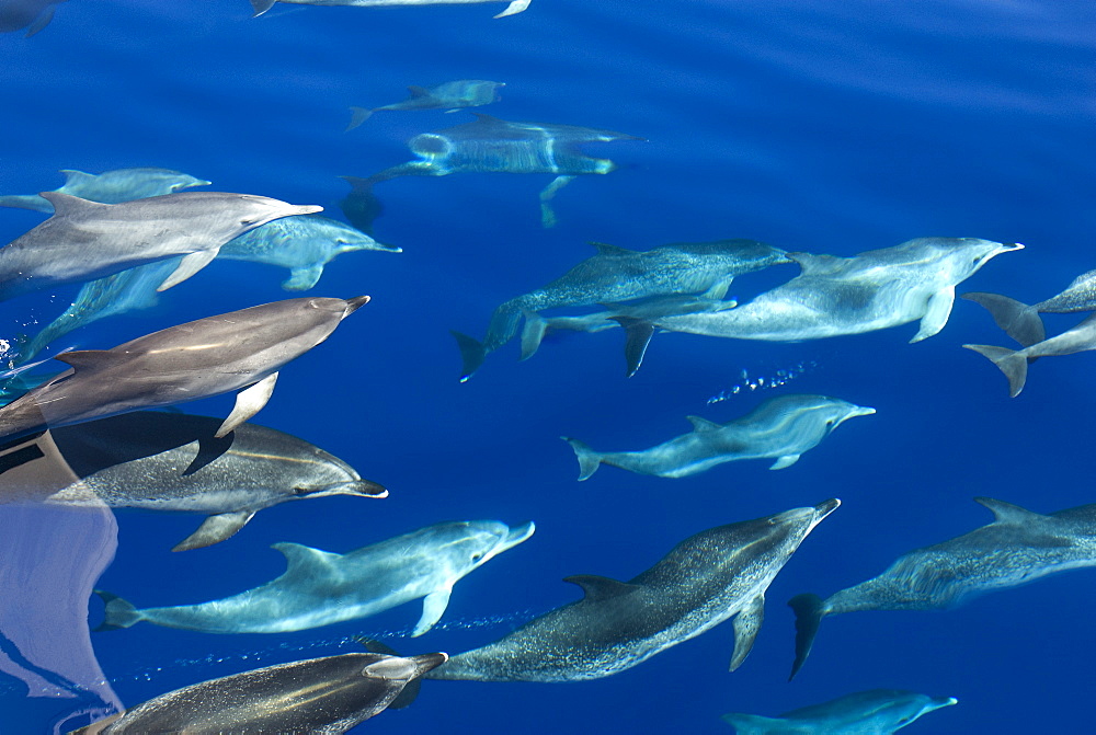 Spotted dolphin (Stenella frontalis) bowriding, Azores, Portugal, Atlantic, Europe