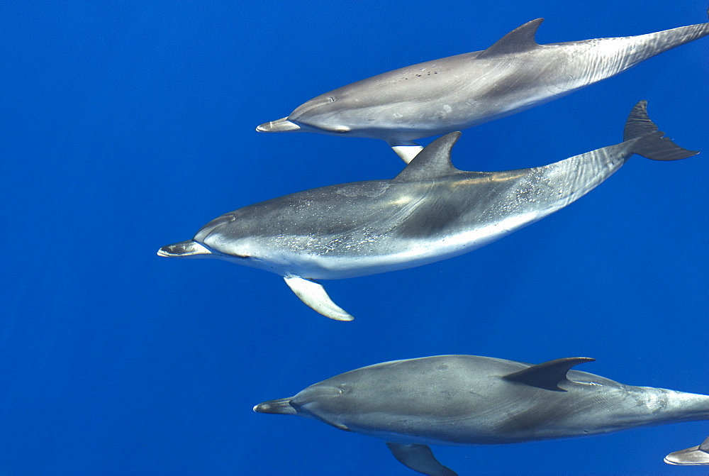 Spotted dolphin (Stenella frontalis) in calm seas, Azores, Portugal, Atlantic, Europe