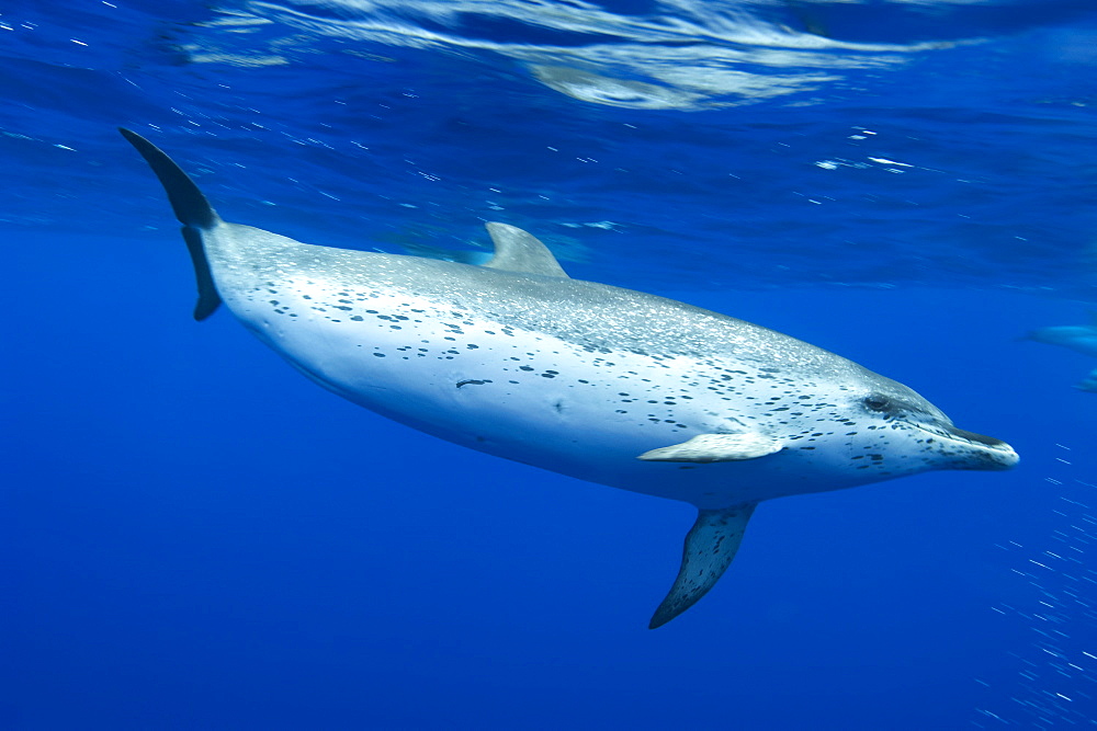 Spotted dolphin (Stenella frontalis) underwater, Azores, Portugal, Atlantic, Europe