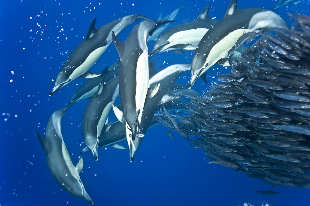 Common dolphins (Delphinus delphis) preying on blue jack mackerel (Trachurus picturatus), Azores, Portugal, Atlantic, Europe