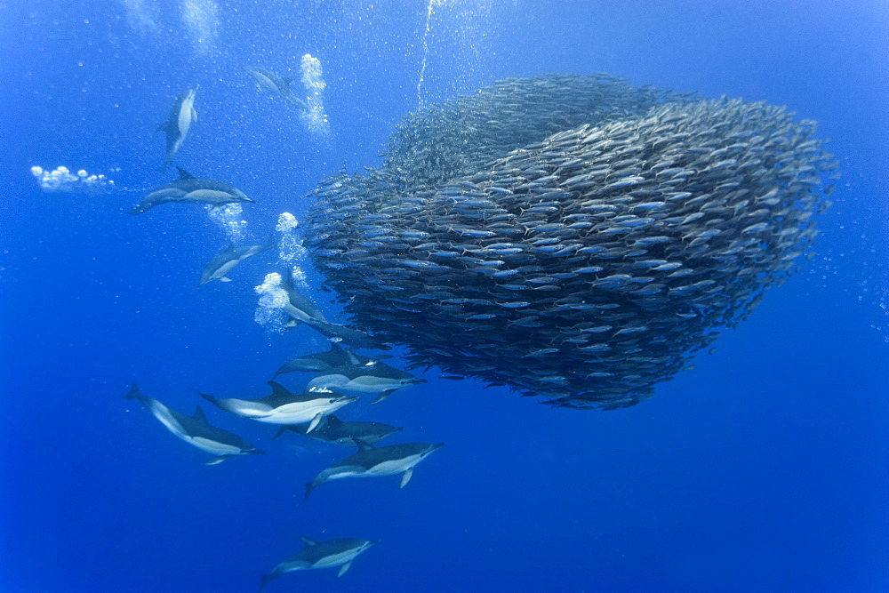 Common dolphins (Delphinus delphis) preying on blue jack mackerel (Trachurus picturatus), Azores, Portugal, Atlantic, Europe