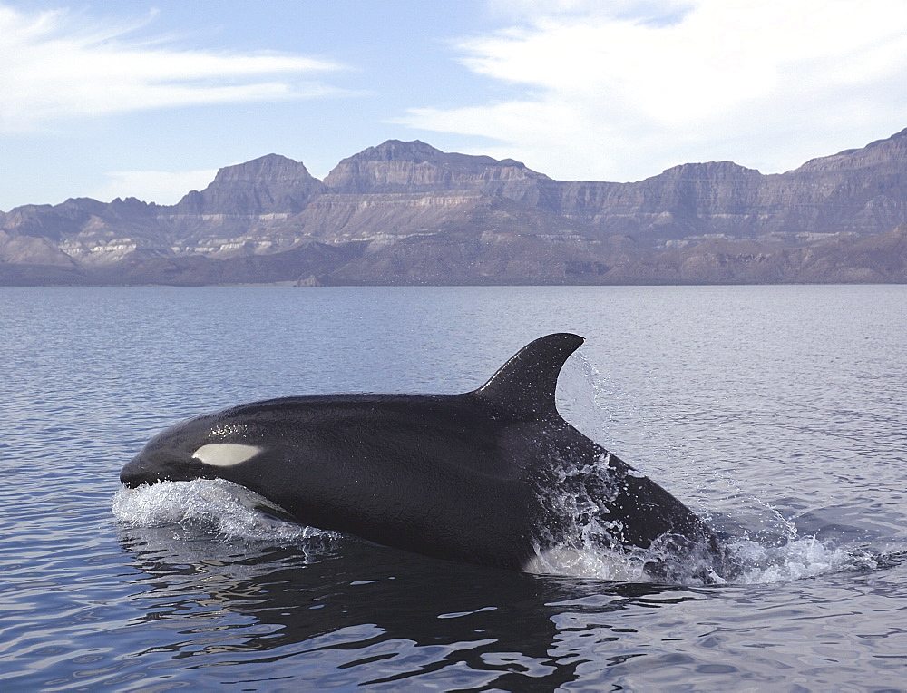 Killer whale (Orcinus orca) chasing a sea lion. 
Gulf of California.   (RR)