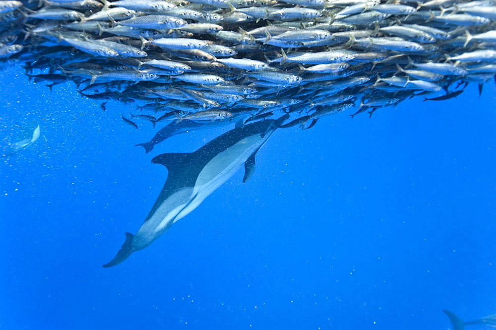 Common dolphin (Delphinus delphis) preying on blue jack mackerel (Trachurus picturatus), Azores, Portugal, Atlantic, Europe