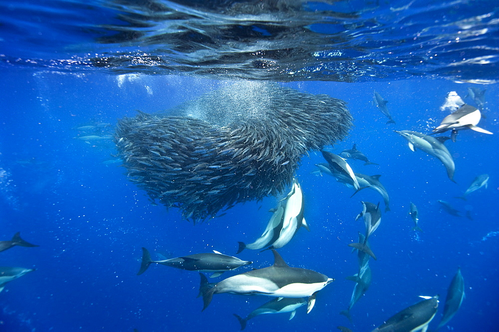 Common dolphins (Delphinus delphis) preying on blue jack mackerel (Trachurus picturatus), Azores, Portugal, Atlantic, Europe