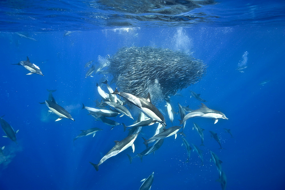 Common dolphins (Delphinus delphis) preying on blue jack mackerel (Trachurus picturatus), Azores, Portugal, Atlantic, Europe