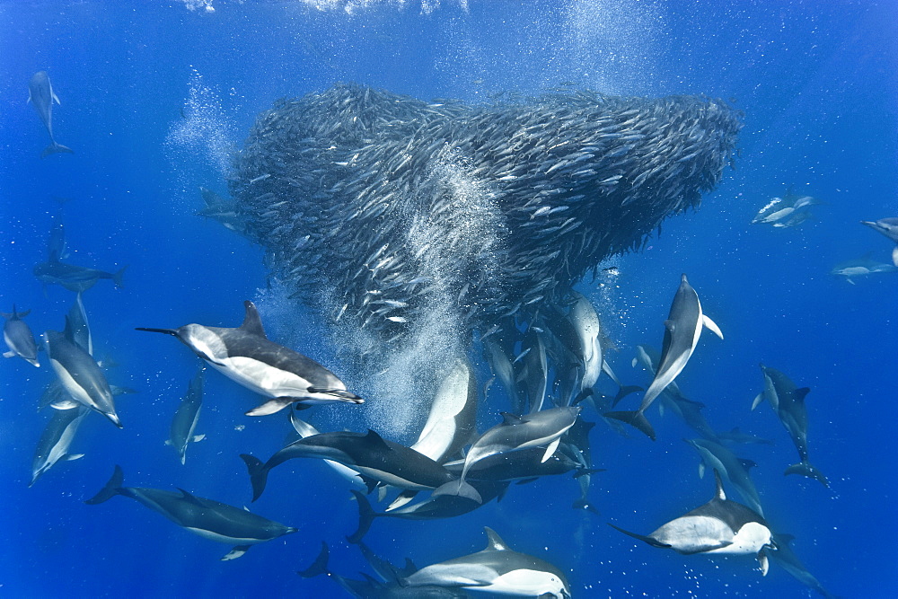 Common dolphins (Delphinus delphis) preying on blue jack mackerel (Trachurus picturatus), Azores, Portugal, Atlantic, Europe