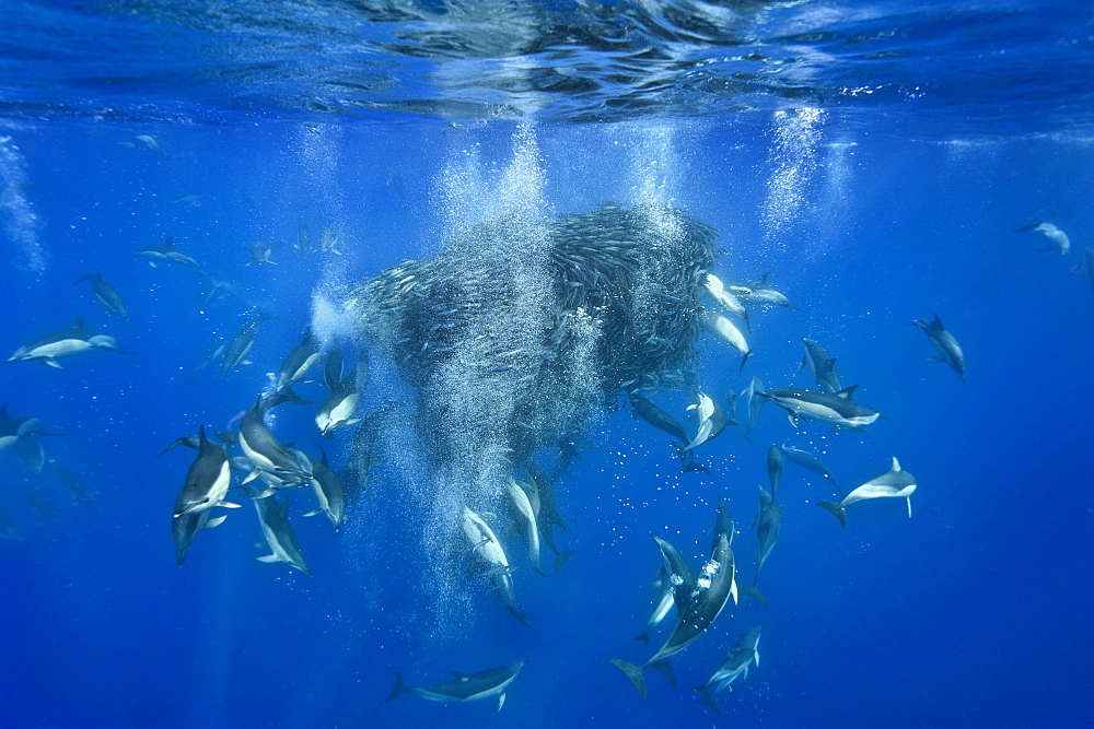 Common dolphins (Delphinus delphis) preying on blue jack mackerel (Trachurus picturatus), Azores, Portugal, Atlantic, Europe