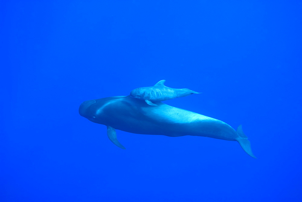 Adult and young short finned pilot whale (Globicephala macrorynchus), Canary Islands, Spain, Atlantic, Europe