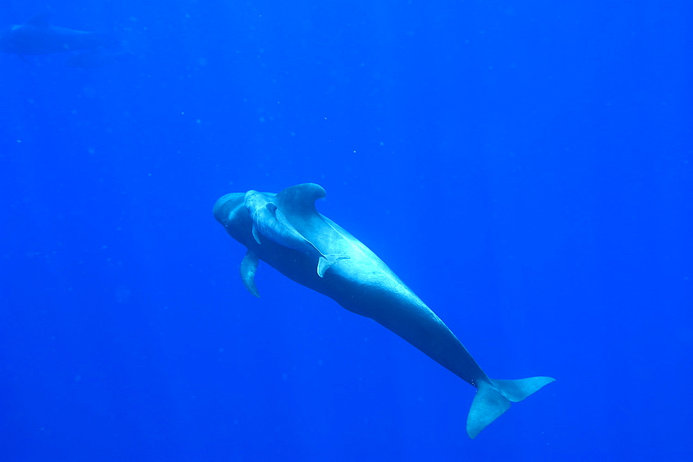 Adult and young short finned pilot whale (Globicephala macrorynchus), Canary Islands, Spain, Atlantic, Europe