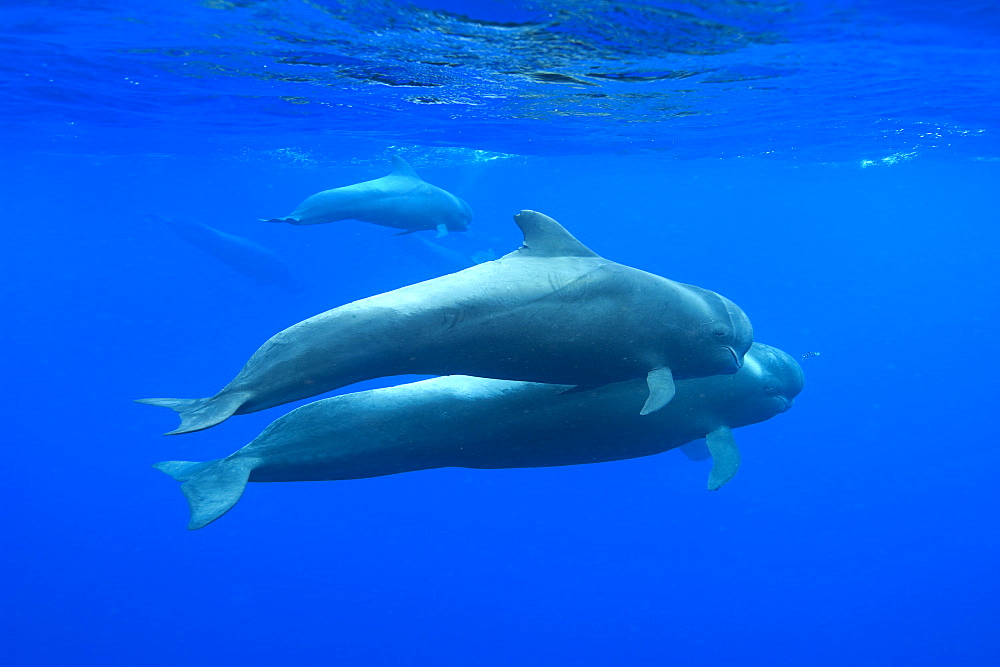 Two short finned pilot whale (Globicephala macrorynchus), Canary Islands, Spain, Atlantic, Europe