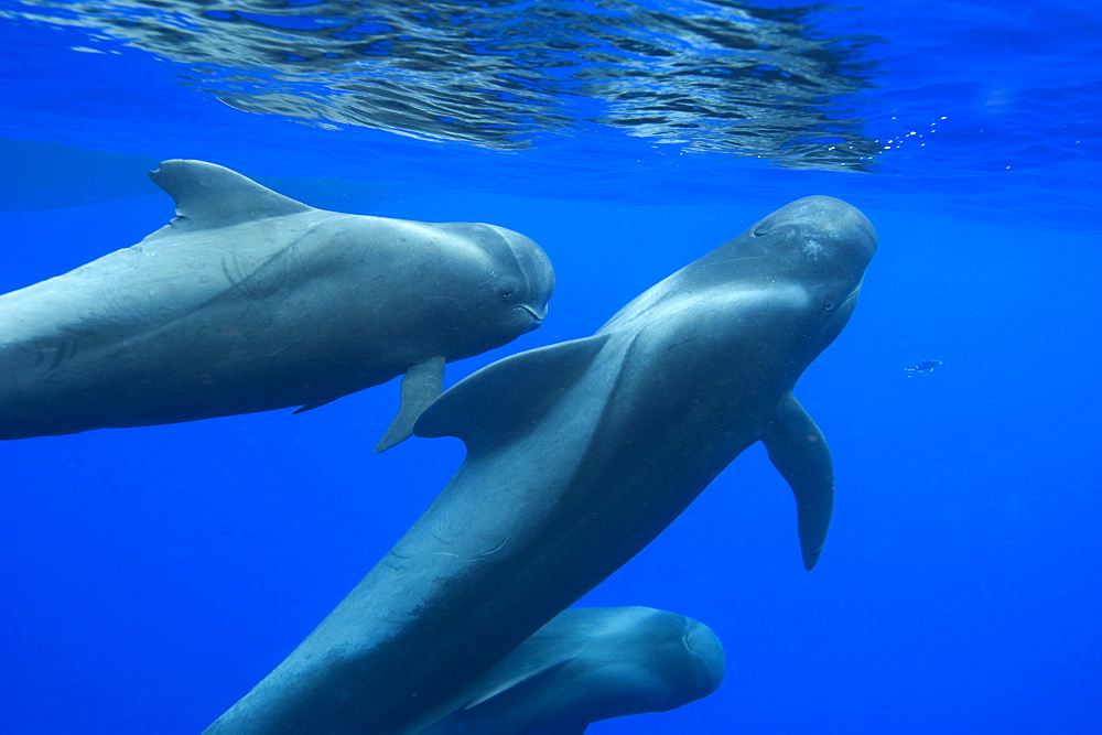 Young short finned pilot whale (Globicephala macrorynchus) head and face, Canary Islands, Spain, Atlantic, Europe