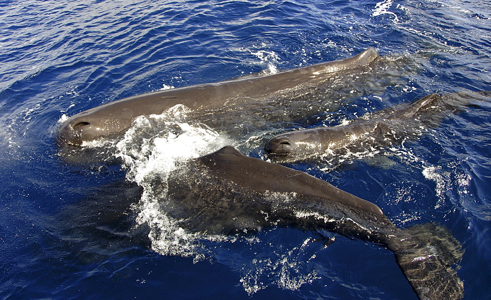 Sperm whale. (Physeter macrocephalus). A small group of sperm whales. Caribbean.