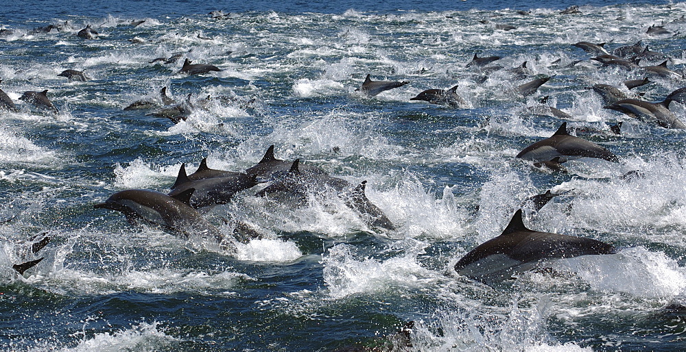 Among a large group of travelling common dolphin (Delphinus delphis). Gulf of California.   (RR)