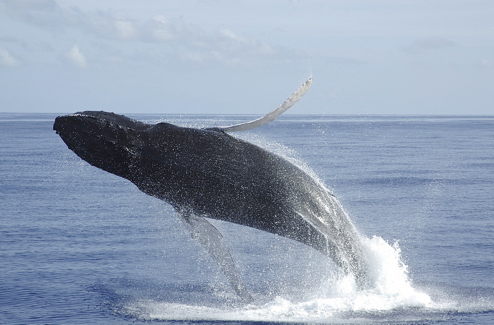 Breeching humpback whale (Megaptera novaeangliae). 
Grand Turk. Turks and Caicos Islands.   (RR)