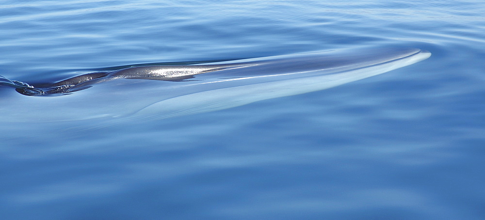 Fin whale (Balaenoptera physalus) showing white lower jaw in calm sea. Gulf of California.   (RR)