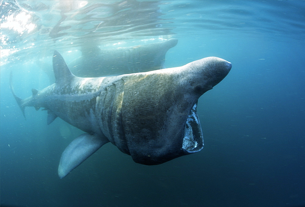 basking shark feeding in the UK, 