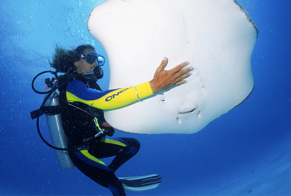 divers enjoying stingray diving in Barbados, Caribbean