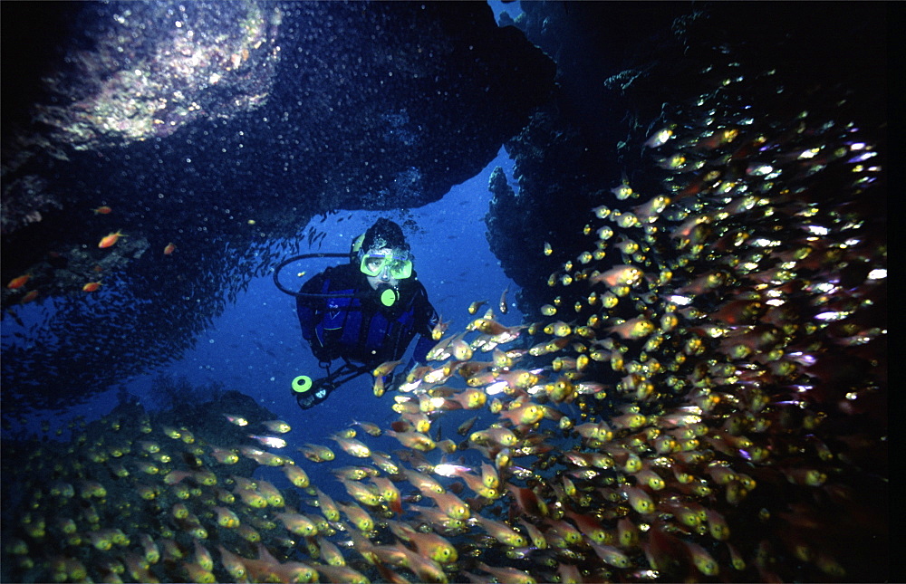 diver in the red sea with some red soft coral. Red Sea