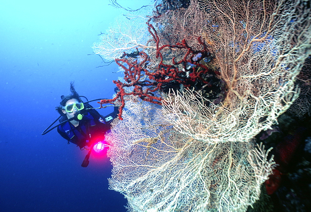 diver in the red sea with some red soft coral. Red Sea