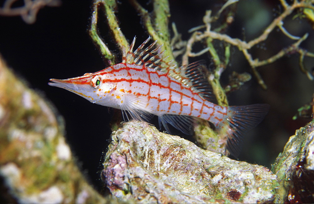 Colourful fish (Species currently unidentified)