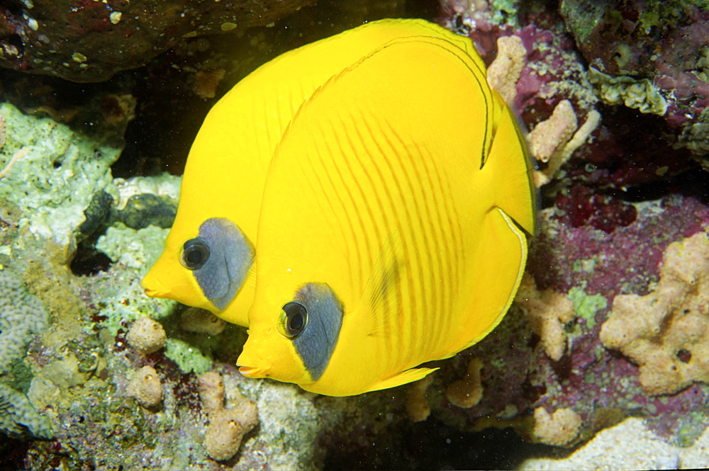 Two yellow fish (Species currently unidentified)