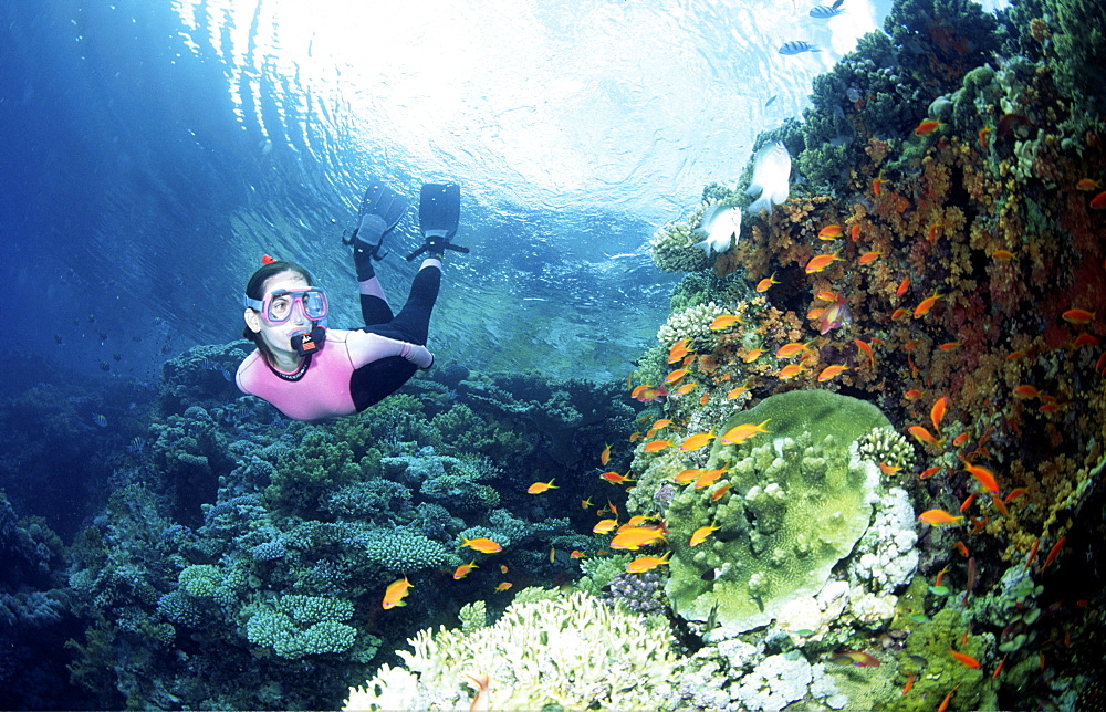 Free diver over colourful reef scene