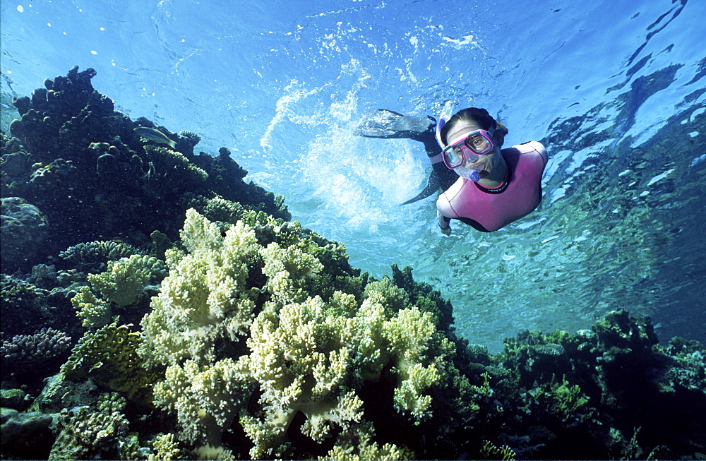 Free diver over colourful reef scene