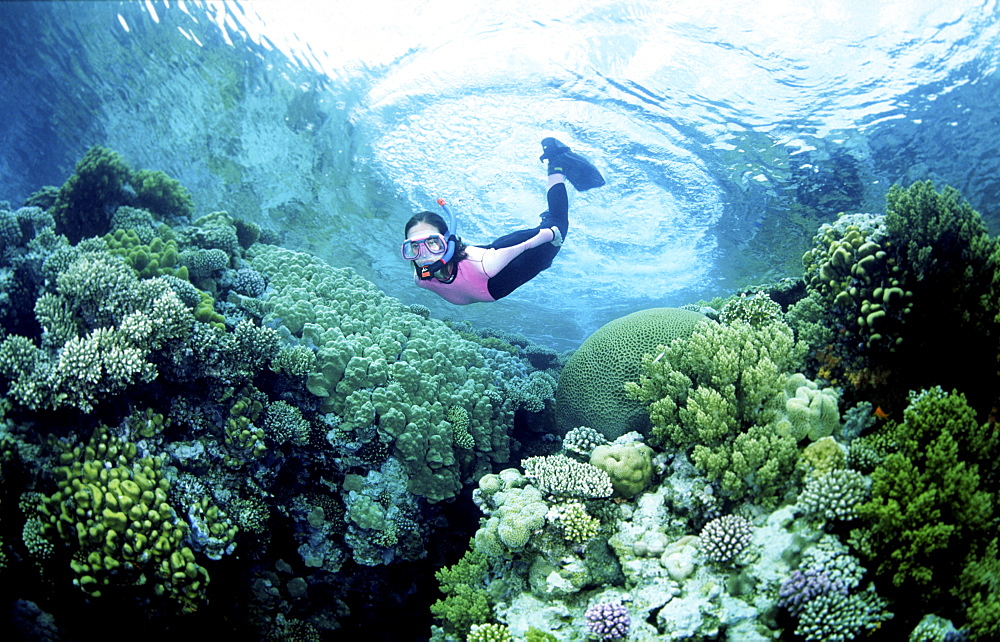 Free diver over colourful reef scene