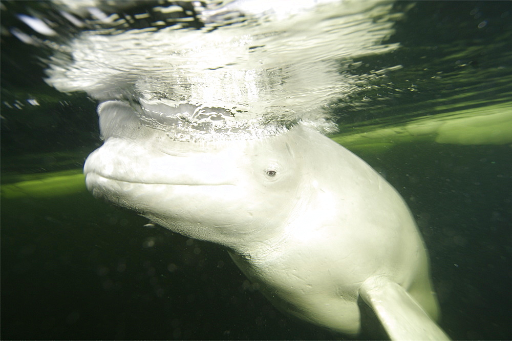 Beluga whales in the white sea . Russia