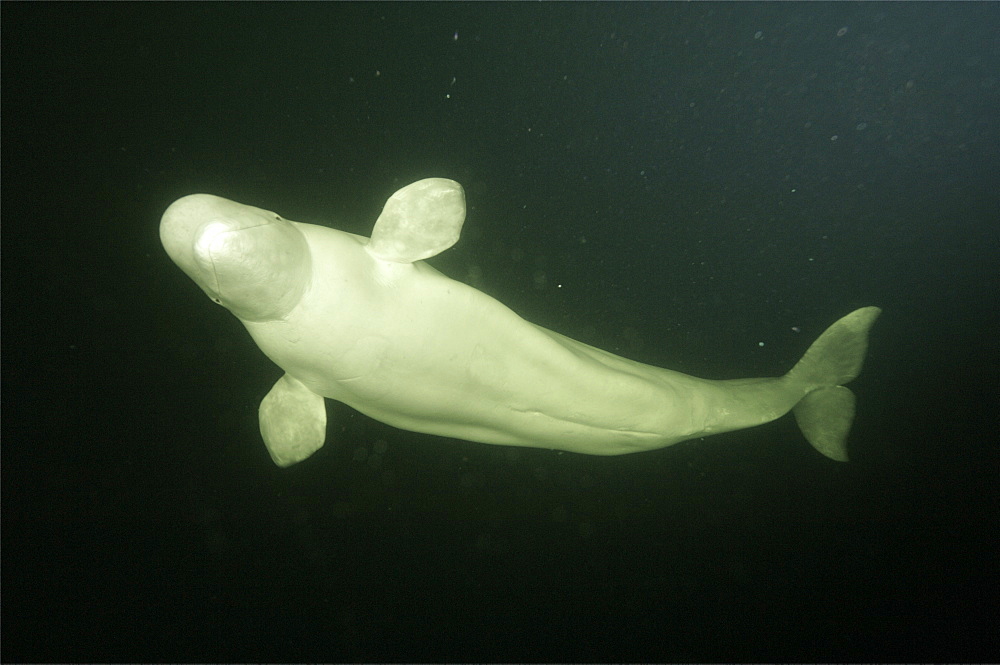 Beluga whales in the white sea . Russia