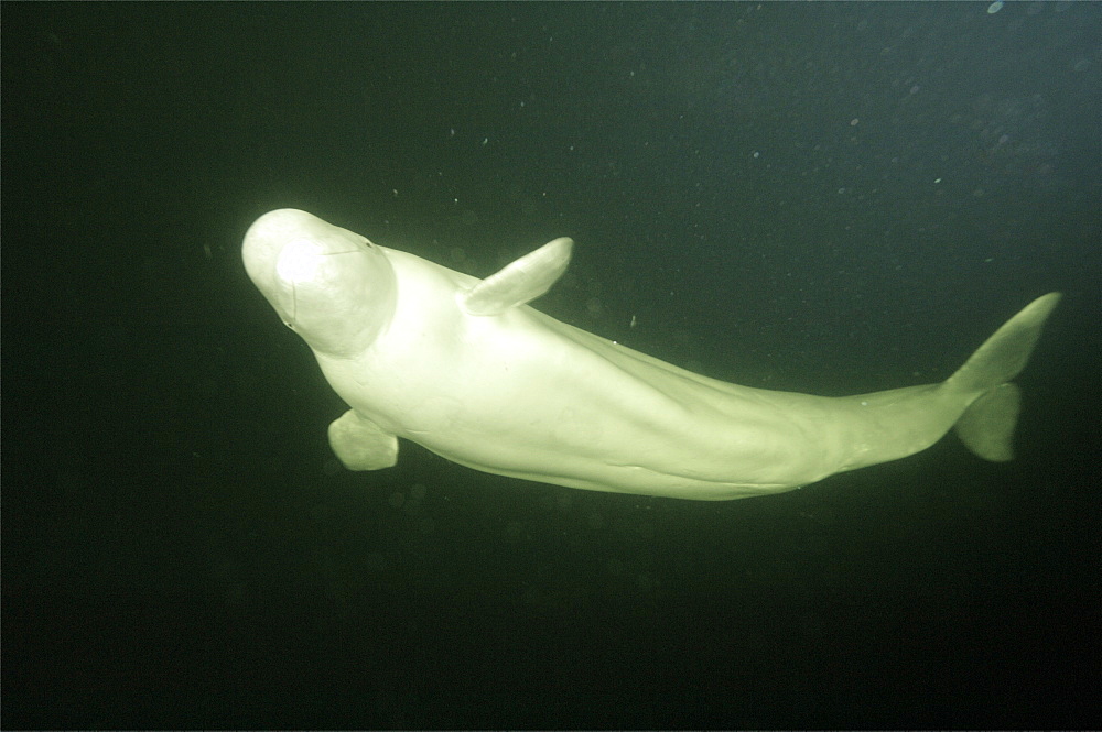 Beluga whales in the white sea . Russia