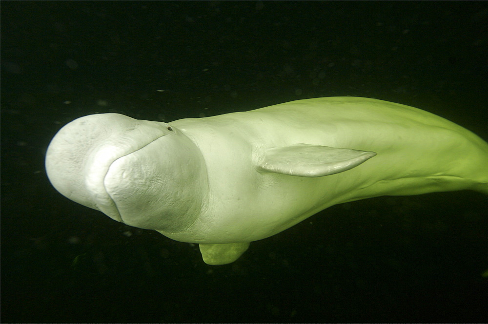 Beluga whales in the white sea . Russia