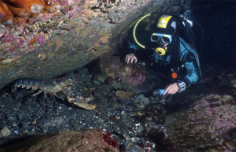 diver finds lobster in Scotland, UK