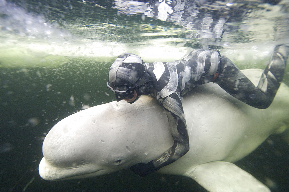 beluga whale in the white sea with Julia Petrik