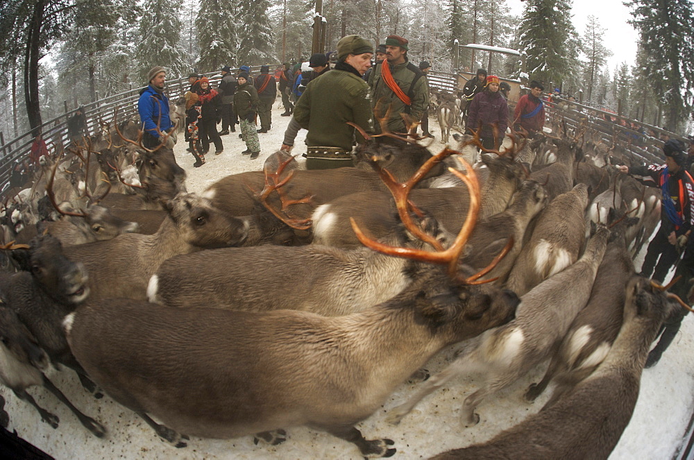 sorting out reindeer in pen before going to market