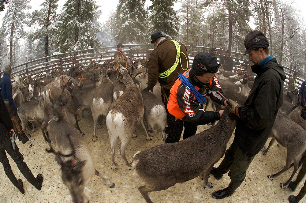 tagging reindeer